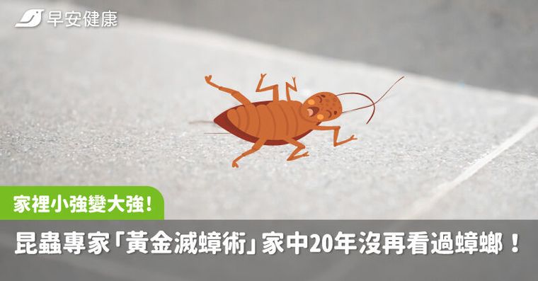 東京蟑螂之亂台灣超常見！滅蟑3法寶讓牠絕子絕孫，家裡20年沒再看過